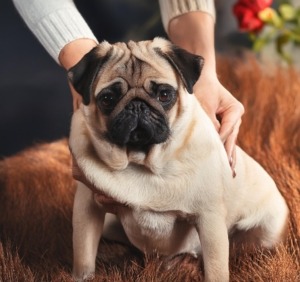 Caring for Pugs