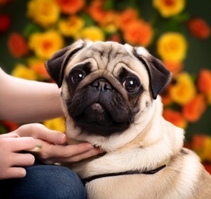 Caring for Pugs