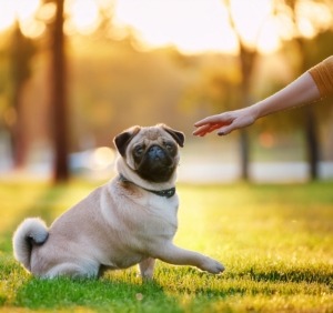 Pugs Training