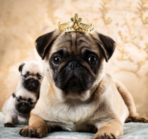 Royal Pugs