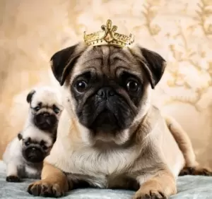 Royal Pugs