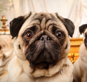 Unbelievable Tales of Pug