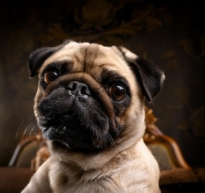 Unbelievable Tales of Pug