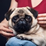 Caring for Pugs