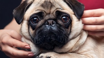 Caring for Pugs