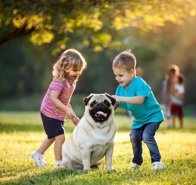 Pugs Training