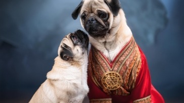 Pugs in Eastern Heritage