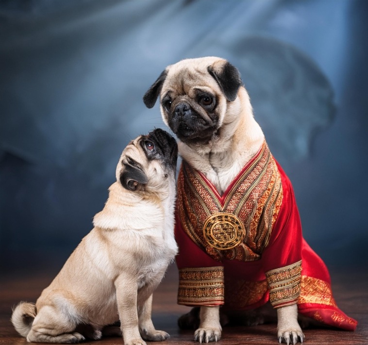 Pugs in Eastern Heritage