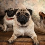 Unbelievable Tales of Pug