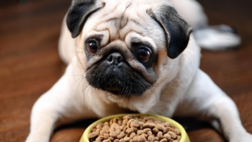 Pug Food for Your Beloved Pet