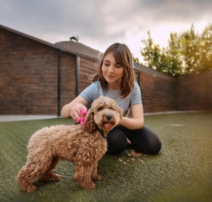 The Ultimate Guide to the Best Grooming Products for Your Lagotto Romagnolo