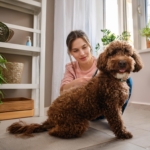 The Ultimate Guide to the Best Grooming Products for Your Lagotto Romagnolo