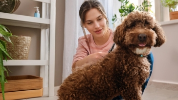 The Ultimate Guide to the Best Grooming Products for Your Lagotto Romagnolo