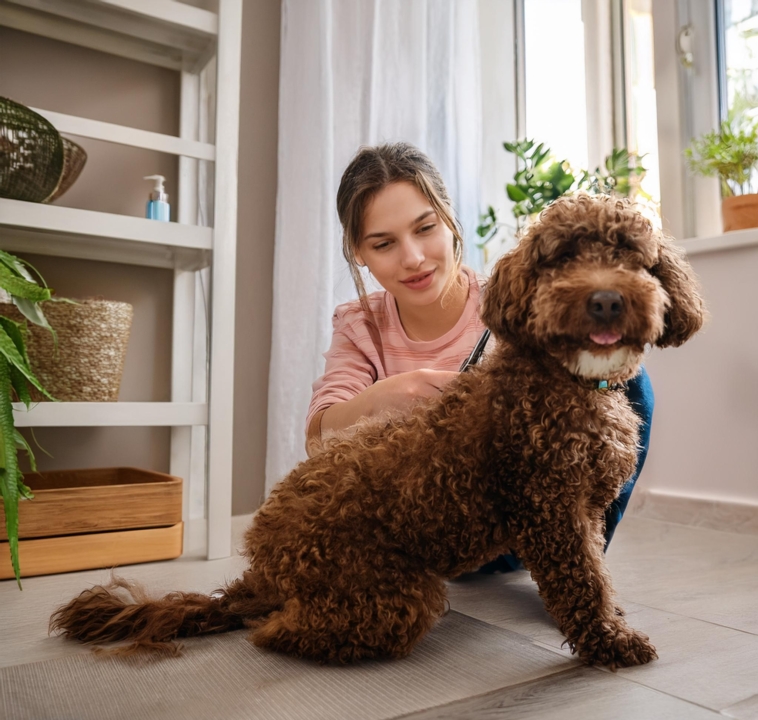 The Ultimate Guide to the Best Grooming Products for Your Lagotto Romagnolo