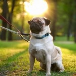 Guide to Training Your Pug