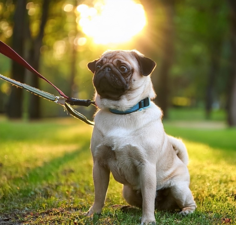 Guide to Training Your Pug