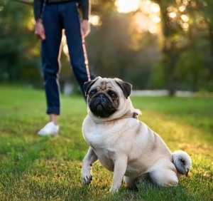 Guide to Training Your Pug