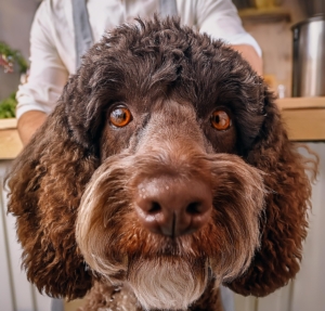 How to Choose the Perfect Name for Your Lagotto Romagnolo