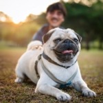 The Quintessential Happy Life of Pugs