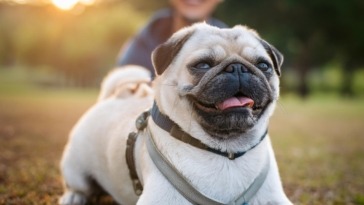 The Quintessential Happy Life of Pugs