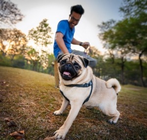 The Quintessential Happy Life of Pugs