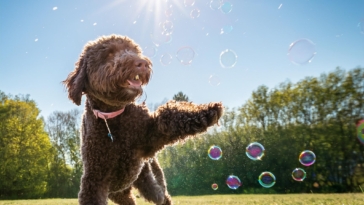 Activities to Enjoy with Your Lagotto Romagnolo dog