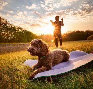 Activities to Enjoy with Your Lagotto Romagnolo dog