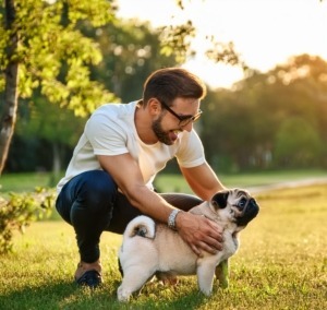 Caring pug puppy