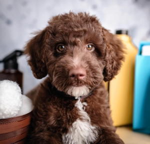 Essential Products Every Lagotto Romagnolo Puppy Needs