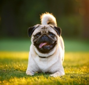 pug exercise