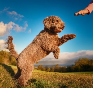 clicker training Lagotto Romagnolo