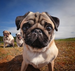 Adopt Pugs