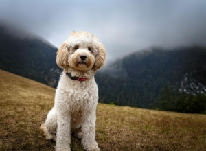 Lagotto Romagnolo Family Suitability 