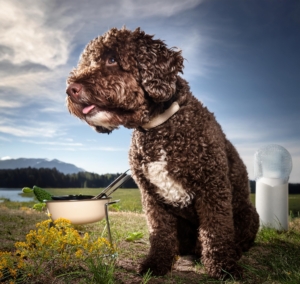 Lagotto Romagnolo’s Diet