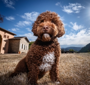 owning a Lagotto Romagnolo