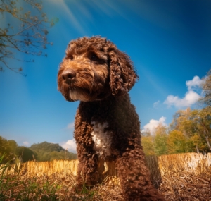 Training Resources for Lagotto Romagnolo