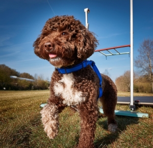 Training for Lagotto Romagnolo