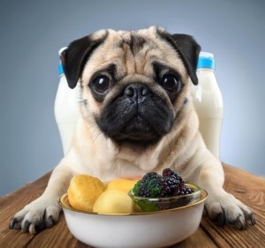 Best food for pugs