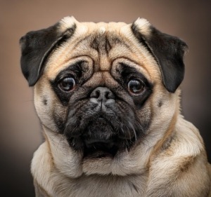 Pug Breed