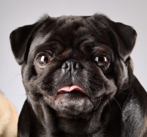 Pug Breeds