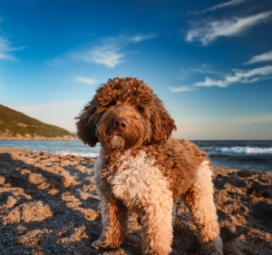 Lagotto Romagnolo temperament