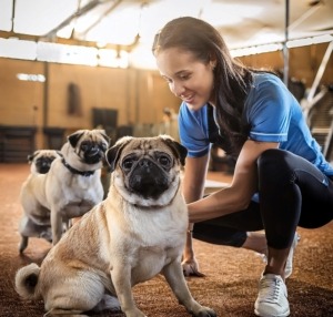 Pug Training Tips