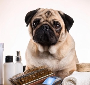 Mastering Pug Grooming