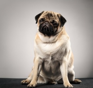 Skin Allergies in Pugs