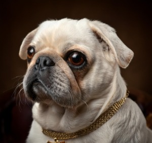 Queen Victoria's Pug