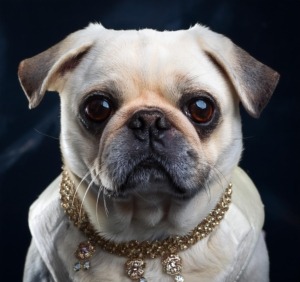 Queen Victoria's Pug