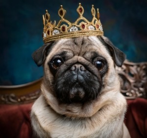 The Royal Pugs