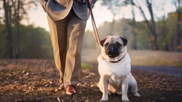 Gerard Butler's Pug Lolita and His Bond with Lolita