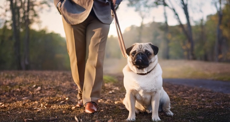 Gerard Butler's Pug Lolita and His Bond with Lolita