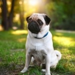 Improve Your Pug's Behavior